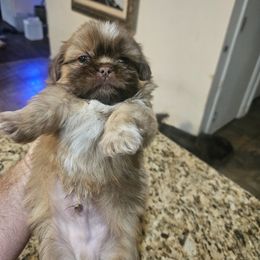 Shih Tzu and Vizsla Puppies from Kevin Hastings