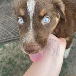 Australian Shepherd Puppies from Aussie Odyssey