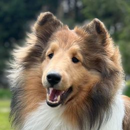Ginny - Shetland Sheepdog