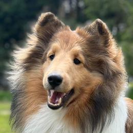 Ginny - Shetland Sheepdog