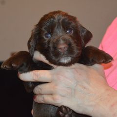 Girl 2 - female Field Spaniel puppy in Indianapolis, Indiana from Nautica Field Spaniels