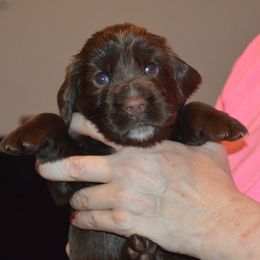 Girl 2 - female Field Spaniel puppy in Indianapolis, Indiana from Nautica Field Spaniels