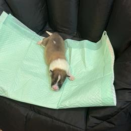 Bradford - Sable and white male Collie puppy in Beaver, Oklahoma from Lawson’s Lassies