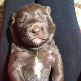 Dilute Retrievers, Labradoodles, and Labrador Retrievers from Cypress Kennels