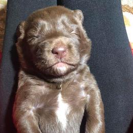 Dilute Retrievers, Labradoodles, and Labrador Retrievers from Cypress Kennels