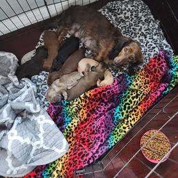 Dachshund puppies from Dachsunds On The River