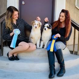 Australian Shepherd Puppies from Paramount Aussies