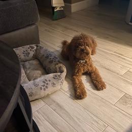 Chase - Red  male Goldendoodle puppy in Fort Myers, Florida from Gandy’s Tails of Joy