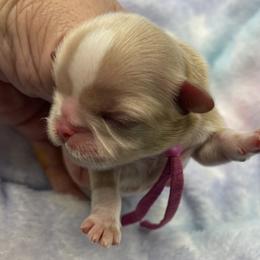 Pearl - pink collar - Cream and white female Shih Tzu puppy in Clarksburg, West Virginia from Pilgrim Shih tzu