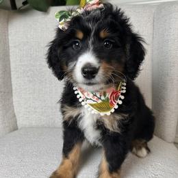 Chloe - Tri-color female Bernedoodle puppy in Alpharetta, Georgia from Doodles of Buckhead