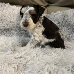 Selena - Parti female Miniature Schnauzer puppy in Slaughterville, Oklahoma from Priscilla's Miniature Schnauzers