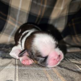 ORION - Brindle and white male Shih Tzu puppy in Los Banos And Bay Area, California from Shantii's Shih Tzu's