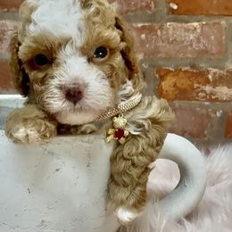 AKC Ruby - Red  female Poodle puppy in Ocala, Florida from Fancy Florida Puppies