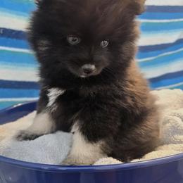 Pomeranian and Pomsky Puppies from Amazing High Desert Pomskys