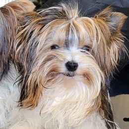 Biewer Terriers from Central Texas Biewer Terriers