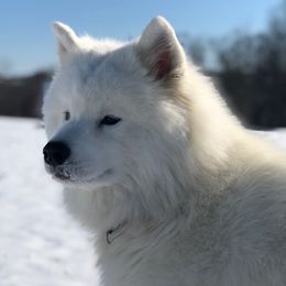 Samoyeds from Barbara Shelor's Samoyeds