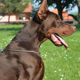 Doberman Pinscher puppies from Makkr Ridge Dobermans LLC