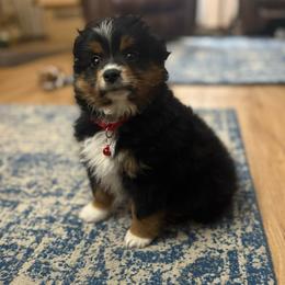 Gambit - Toy Australian Shepherd