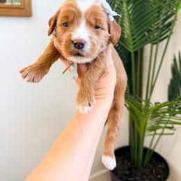 McIntosh - Red  female Goldendoodle puppy in West Haven, Utah from Split Mountain Doodles