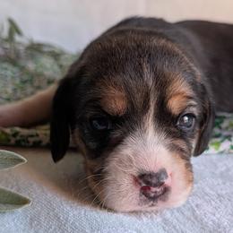 Iris - Black tan and white female Beagle puppy in Colville, Washington from Rosehaven Homestead