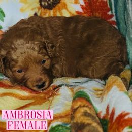 Ambrosia - Red  female Goldendoodle puppy in Beecher, Illinois from Erica’s Doodles