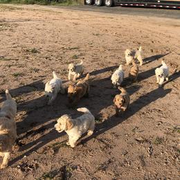Poodle Puppies from Hidden Treasures Farm LLC