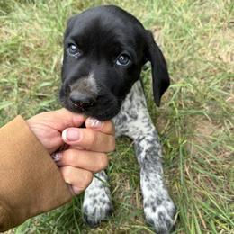 Boy 5 - male German Shorthaired Pointer puppy in Montague, Michigan from Temple Gun Dogs