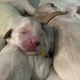 Pinkie - Light golden female Golden Retriever puppy in Ennis, Texas from Amberidge Golden Retrievers