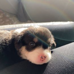 Pembroke Welsh Corgi Puppies from Sully's Corgis