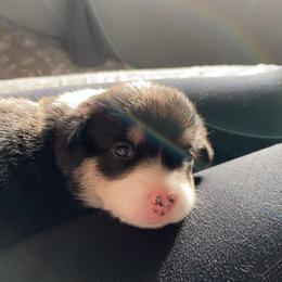 Pembroke Welsh Corgi Puppies from Sully's Corgis