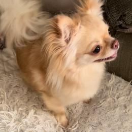 Jackie - Chihuahua