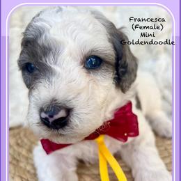 FRANCESCA - Parti female Goldendoodle puppy in Houston, Texas from Pia’s Doodle Poodle Wag