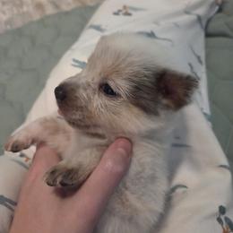 Boy 1 - male Australian Cattle Dog puppy in North Las Vegas, Nevada from Wild Sage Cattle Dogs