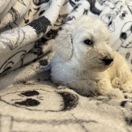 Poodle Puppies from Austin poodles