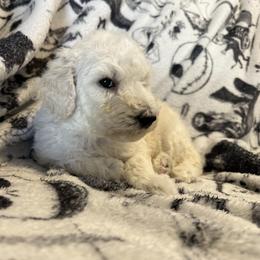 Poodle Puppies from Austin poodles
