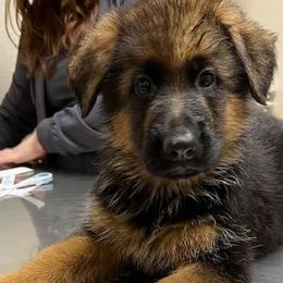 German Shepherds from Von Rechtschaffenheit School of Dog Training