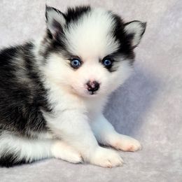 Pomsky Puppies from Pomsky Florida