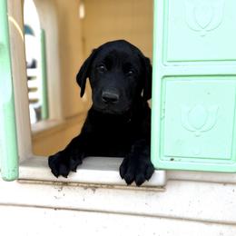 Labrador Retriever Puppies from Wheatland Retrievers