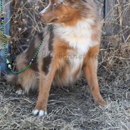 Laney - Miniature American Shepherd