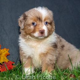 Miniature American Shepherd Puppies from Great Companions MAS