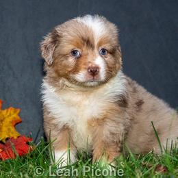 Miniature American Shepherd Puppies from Great Companions MAS