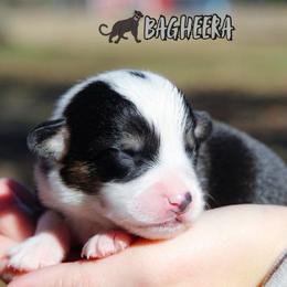 Bagheera - Black and tan male American Corgi puppy in Star City, Arkansas from T4 Farms
