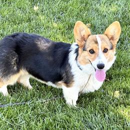 Pembroke Welsh Corgi puppies from Trotter Hill Farms