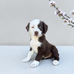 Bentley - Red tri-color male Australian Shepherd puppy in Statesville, North Carolina from Charming Australian Shepherds