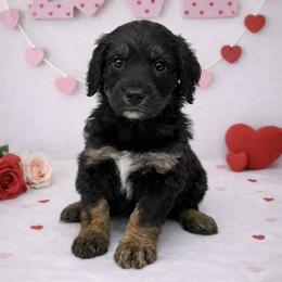 Biscuit - Black male Sheepadoodle puppy in Thornville, Ohio from Four Front Doodles & Friends