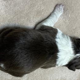 Eva - Border Collie puppy from Rocking H Border Collies