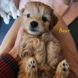 Yellow collar male - Brown male Shihpoo puppy in Williamsville, New York from Nell’s Doodle & Dolls