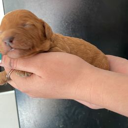 Bernedoodle, Goldendoodle, and Poodle Puppies from Barlow’s Poodles and  Doodles