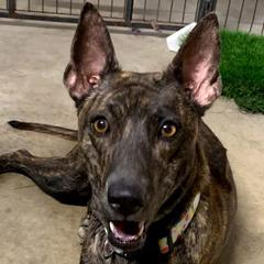 JUSTICE - Thai Ridgeback