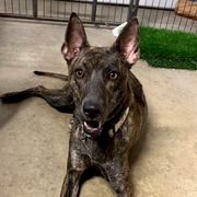 JUSTICE - Thai Ridgeback